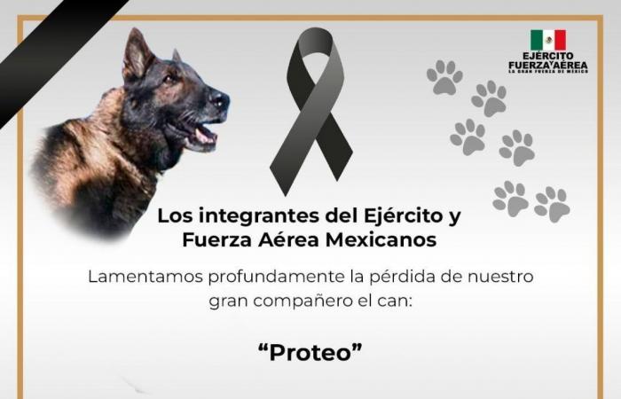 Le chien de sauvetage mexicain Proteus est mort en Turquie : “Vous avez accompli votre mission, vous avez été héroïque”