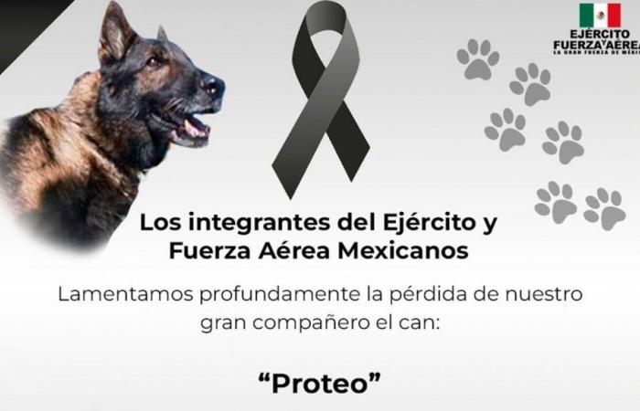 Le chien de sauvetage mexicain Proteus est mort en Turquie : “Vous avez accompli votre mission, vous avez été héroïque”