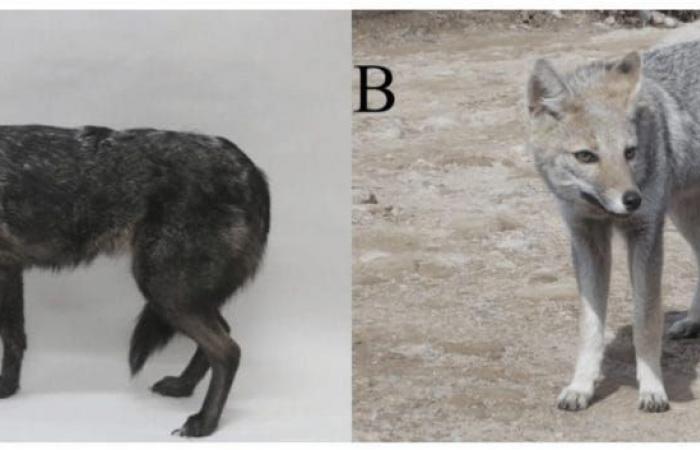 Le premier hybride entre un chien et un renard découvert au Brésil