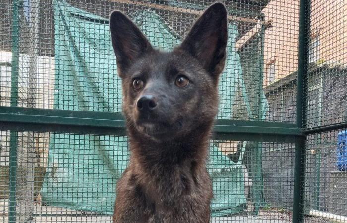 Le premier hybride entre un chien et un renard découvert au Brésil