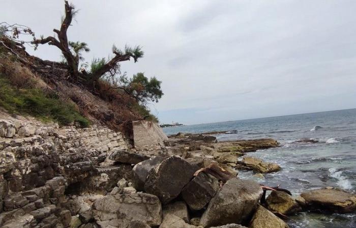Deux arbres centenaires abattus au Monastère, la plainte du Mouvement des Écologistes Tranesi