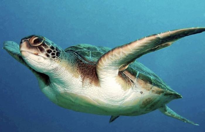 Grande fête à Molfetta dimanche pour la Journée mondiale des tortues marines