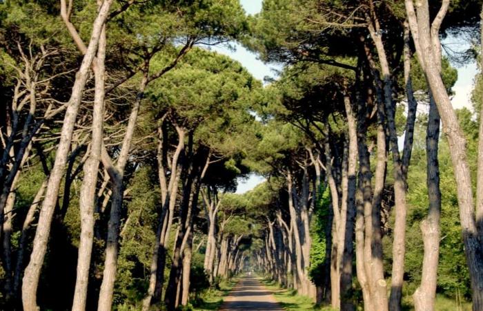 Tortue cochenille en Toscane, qu’est-ce que c’est et quels sont les dégâts causés par l’insecte qui menace de faire disparaître les forêts de pins La mer Tyrrhénienne