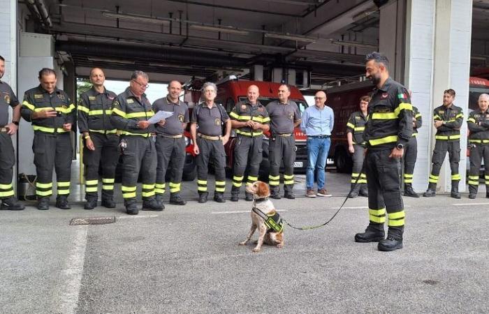 Le chien Leaf fait ses adieux aux pompiers, salutations de ses “collègues”