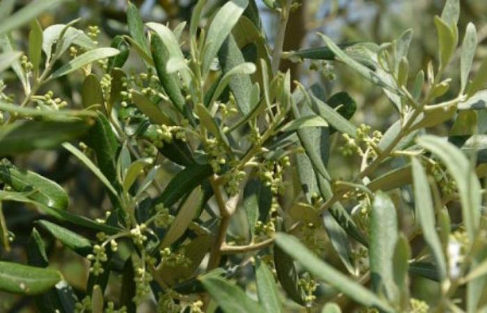 Productivité de l’olivier et rendement en huile expliqués par les paramètres de fertilité des sols