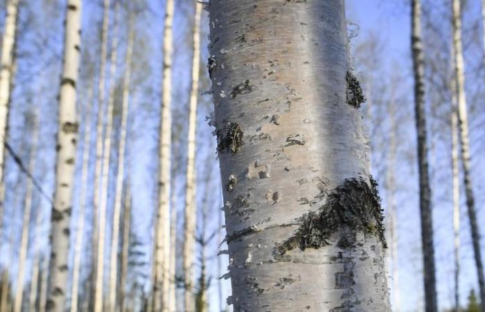 L’UE étend les droits antidumping sur le bois au Kazakhstan et à la Turquie