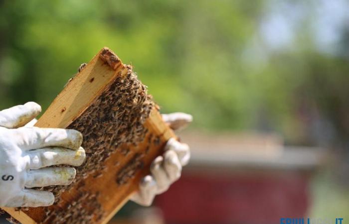 Le mauvais temps met à genoux l’apiculture en Frioul-Vénétie Julienne
