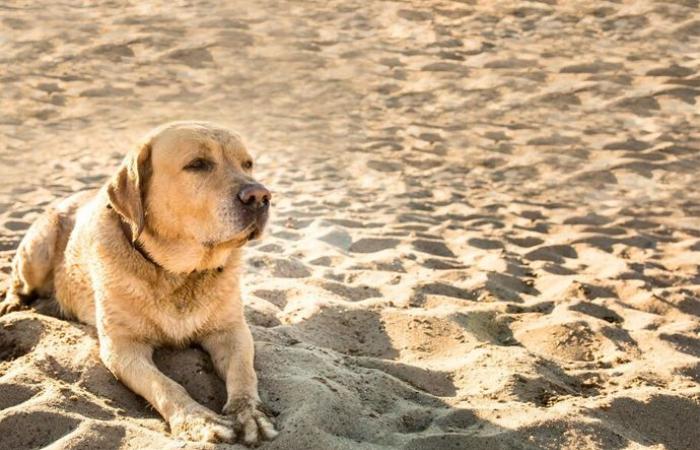 Régions : chiens enchaînés, trop peu de régions accueillantes pour les chiens, une ordonnance d’été immédiatement pour les sauver de la chaleur et des incendies