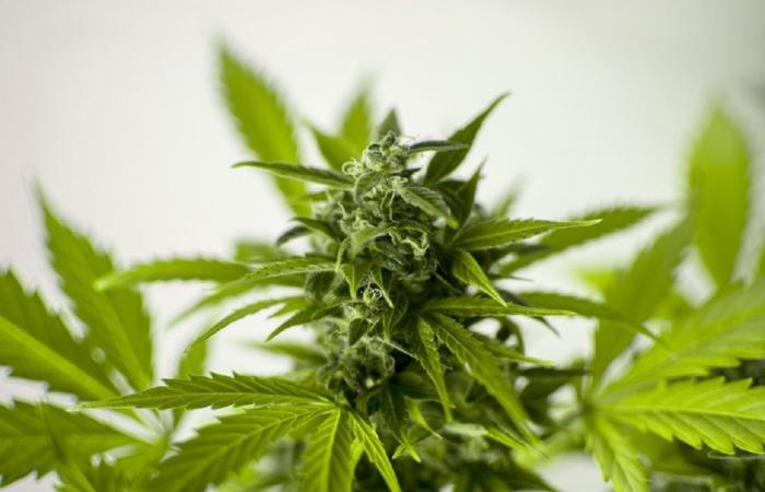 GDF L’Aquila : cannabis cultivé. La plantation a été saisie et arrêtée