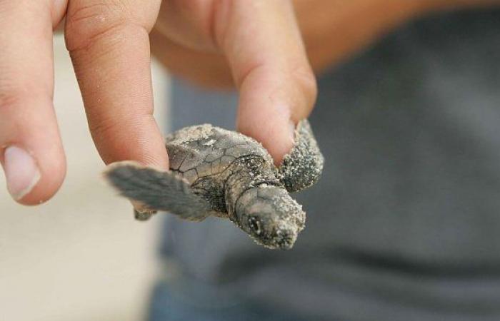 Nidification de tortues marines en Ligurie : que faire et comment se comporter en cas d’observation