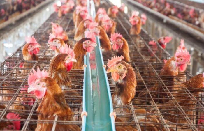 Grippe aviaire, Slow Food affirme que les fermes industrielles sont dangereuses : des « multiplicateurs de risques »