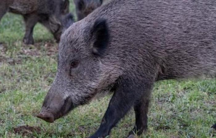 Peste porcine: nouvelle ordonnance en Lombardie pour renforcer les activités de dépopulation des sangliers