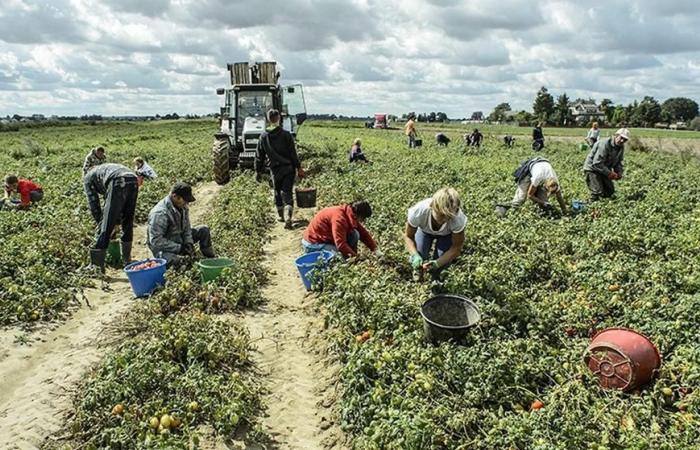 « Manque de main d’œuvre, campagnes de récolte à risque »