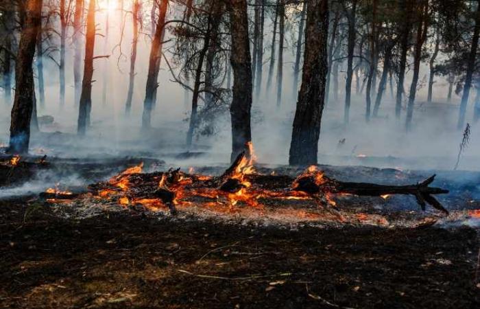 Feux de forêt, une alerte danger est déclenchée dans toute la Campanie : les règles à respecter