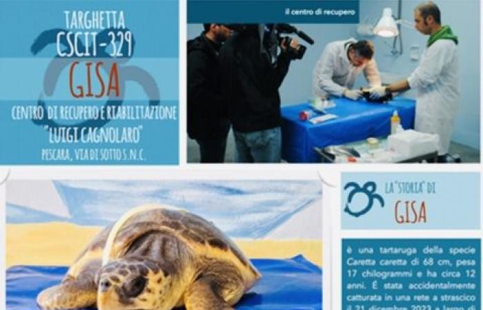 Tortue sauvée en mer et adoptée par Ambiente Basso Molise – Actualités