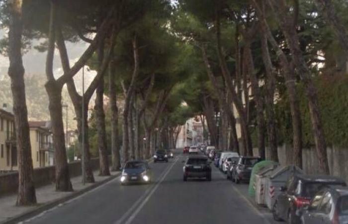 Carrara, Lipu: «Les pins dans les villes et le long des routes ont toujours été là, depuis les temps historiques»