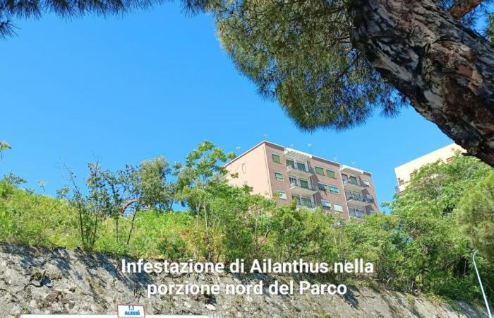 « Plus de précisions » du maire de Messine sur le parc Aldo Moro : Coletta « quand la tache est pire que le trou »