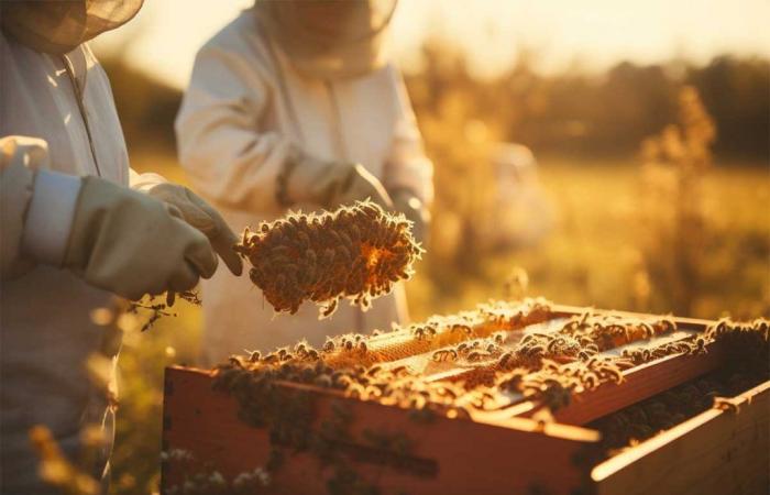 L’Association des apiculteurs lucaniens demande une table de crise au ministère de l’Agriculture