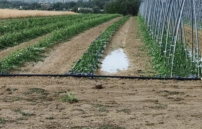 Tempête de grêle au PSElpidio, coup dur pour l’agriculture : « 90% des récoltes perdues. Dommages massifs à la production et aux usines”