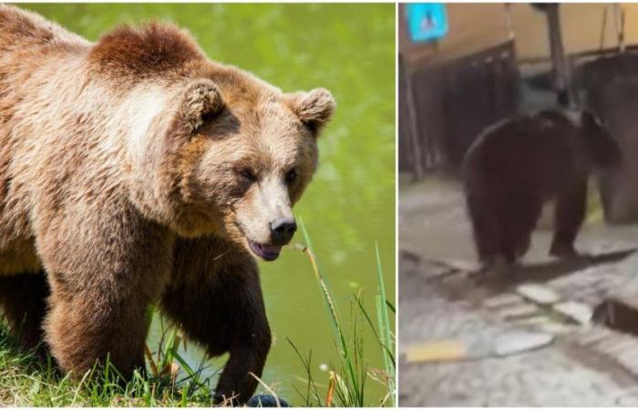 Deux ours repérés dans le Val di Sole en quelques jours. La municipalité de Malè souhaite des “interventions urgentes”