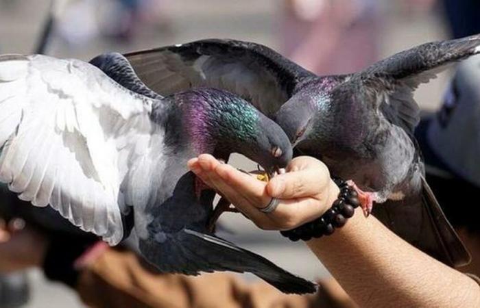 Salerne comme Venise : pas de nourriture pour les pigeons, les règles du plan de police urbaine