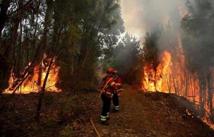 Castellabate, huit incendies en trois jours: «Ce sera un coup dur»