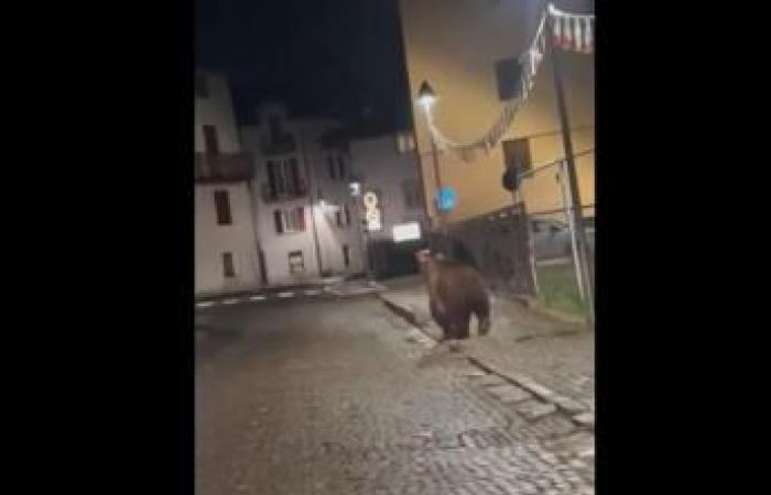 Trento, l’ours erre dans Malè après la fête de l’école – Vidéo