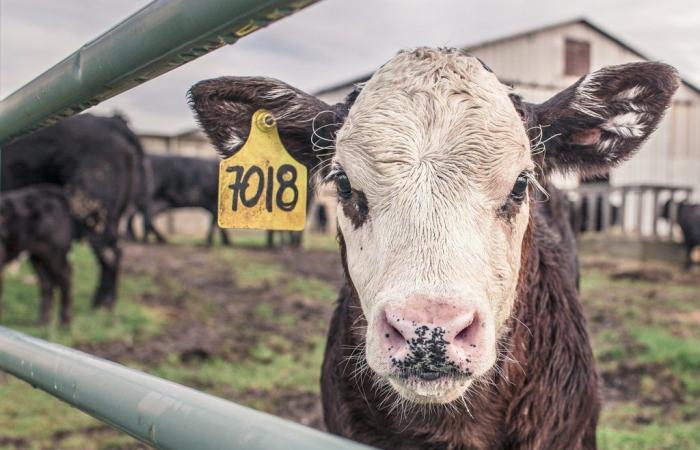 Commission Skip Ars qui était censée approuver les bons pour les éleveurs. «Inacceptable, une condamnation à mort pour les animaux»
