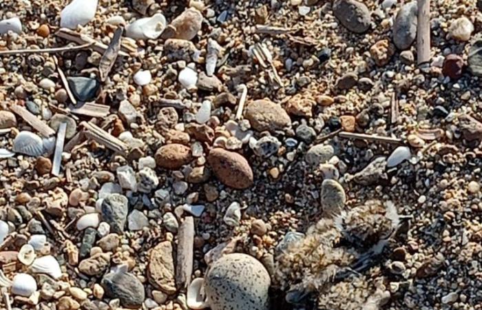 Les nids du pluvier à collier reviennent sur les plages de Calabre