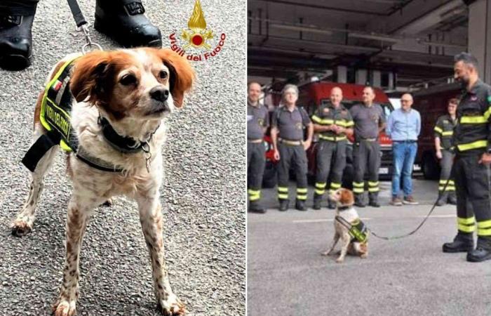 Les adieux émouvants des pompiers de Foglia : le chien impliqué dans la tragédie du pont Morandi “prend sa retraite”
