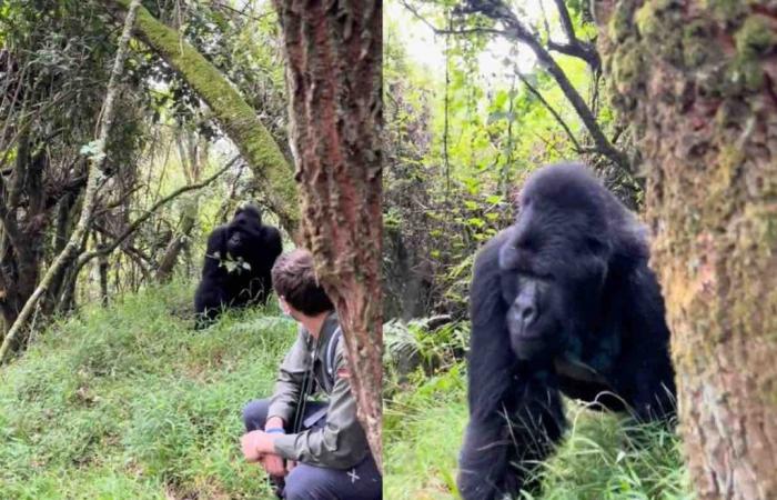 Il se positionne à un mètre de ce gorille : comment il réagit