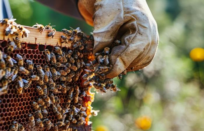 Grave crise dans le secteur apicole. Les apiculteurs lucaniens demandent soutien et protection à la Région Basilicate – Ondanews.it