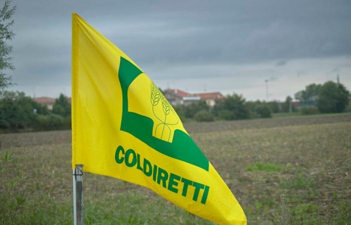 Cosenza, mardi 18 juin Manifestation Coldiretti contre la faune sauvage incontrôlée