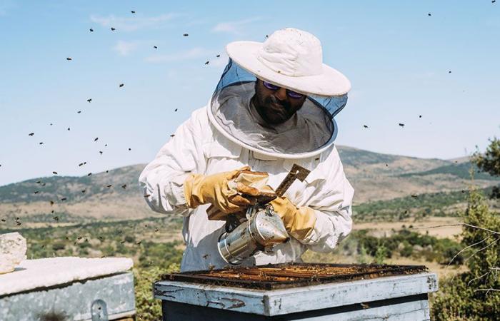 CIA – Agriculteurs italiens – Cia Basilicata : table de crise demandée par l’association des apiculteurs lucaniens