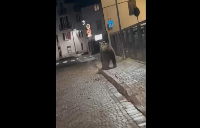 Ours se promenant dans la ville au milieu de la nuit à Trente