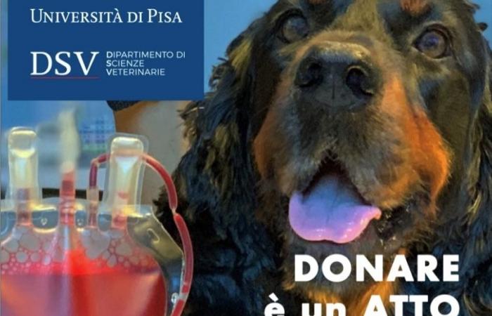 L’appel de l’Université de Pise : « Amenez vos chiens et chats pour donner du sang »