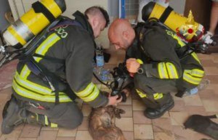 chien sauvé par les pompiers Reggionline -Telereggio – Dernières nouvelles Reggio Emilia |