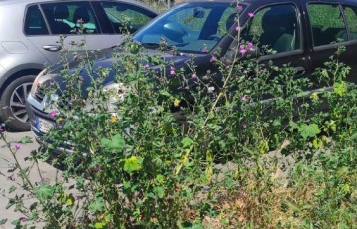 “Hautes broussailles près d’un parking à Bagnaia, à la mi-juin le manque de soin des espaces verts prévaut”