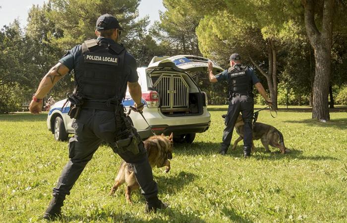 Cinq années d’activité des quatre unités canines de la Police Locale de Rimini : les chiffres • newsrimini.it