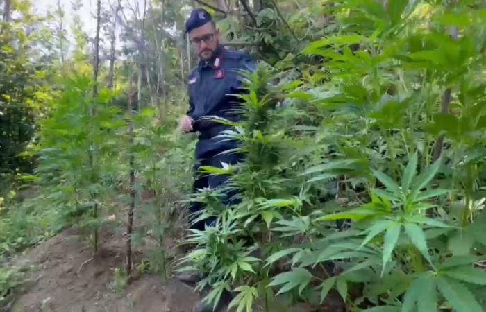 La marijuana violette apparaît à Lattari Jamaica, la drogue des nouvelles générations (VIDEO)