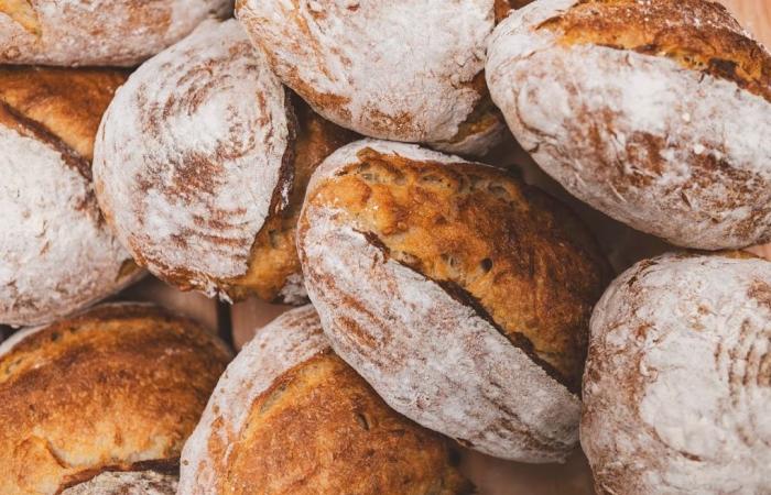 Trévise : Pain et boulangers d’Italie 2025, voici les boulangeries de Trévise dans le guide Gambero Rosso