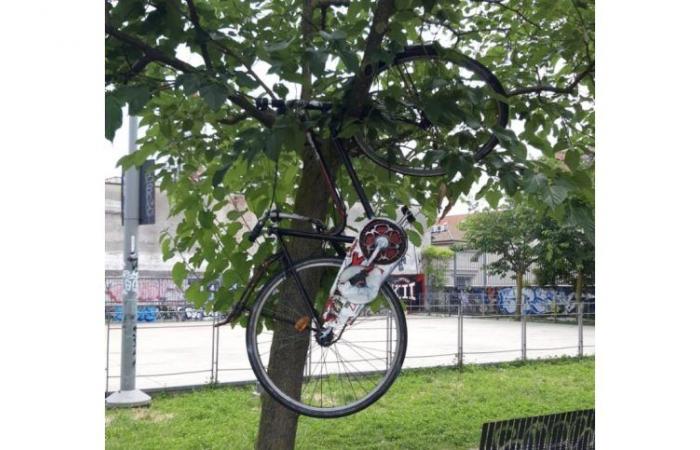 Monza, dégradation des Jardins Nei : des détritus au sol et un vélo sur l’arbre !