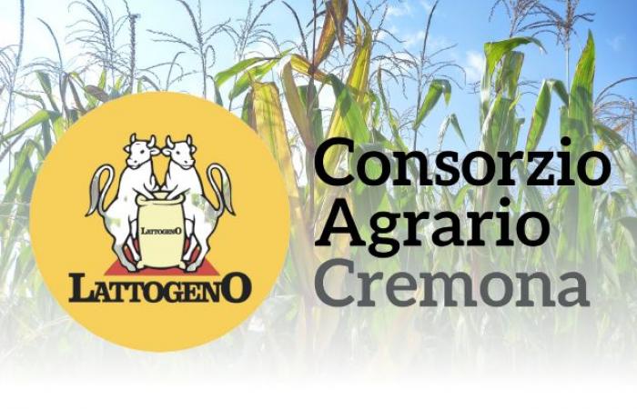 Giorgetti à Crémone pour soutenir Portesani, Virgilio attaque : “Situation anormale”