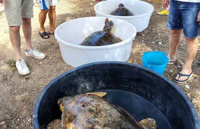 Quinze Molfetta – Grande fête à Prima Cala à Molfetta pour la libération de trois tortues