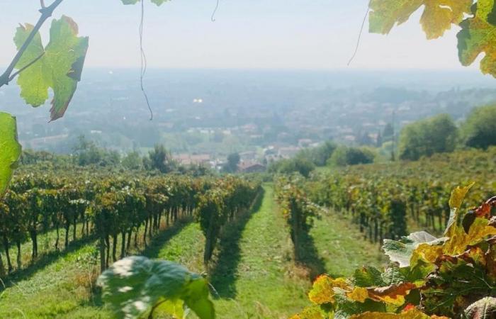 L’entêtement à élaborer de grands vins dans le “jardin de Bergame”