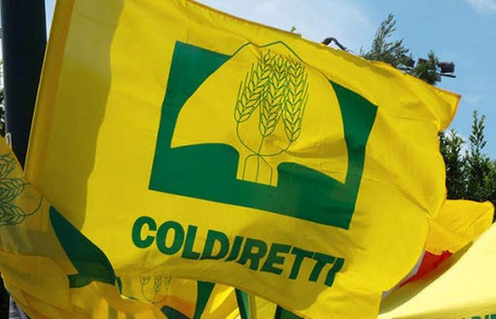 Urgence sanglier: 4 000 sur la place de Cosenza avec Coldiretti