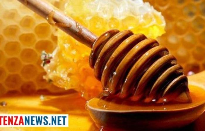 “En Basilicate, cette année, la production de miel est proche de zéro”. C’est la dernière nouvelle