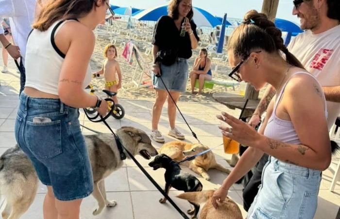 Laissez vos amis les animaux socialiser sur la plage du Lido de Campomarino
