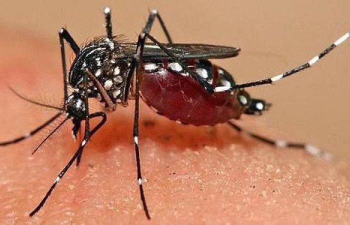Alarme contre le virus des moustiques dans les Pouilles, virologue Chironna : « Prévention nécessaire »