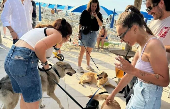 Laissez vos amis les animaux socialiser sur la plage du Lido de Campomarino